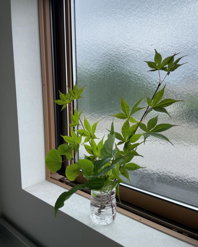 葉っぱを飾ってみました。
お客様の庭木を剪定した後、処分する枝を少し分けてもらいました😃
部屋にグリーンがあるのはいいなぁ🌿

#庭の剪定 #剪定 #庭木 #植木 #葉っぱ #グリーンのある暮らし #外構工事 #株式会社SORAIRO #株式会社ソライロ #SORAIRO #ソライロ #職人